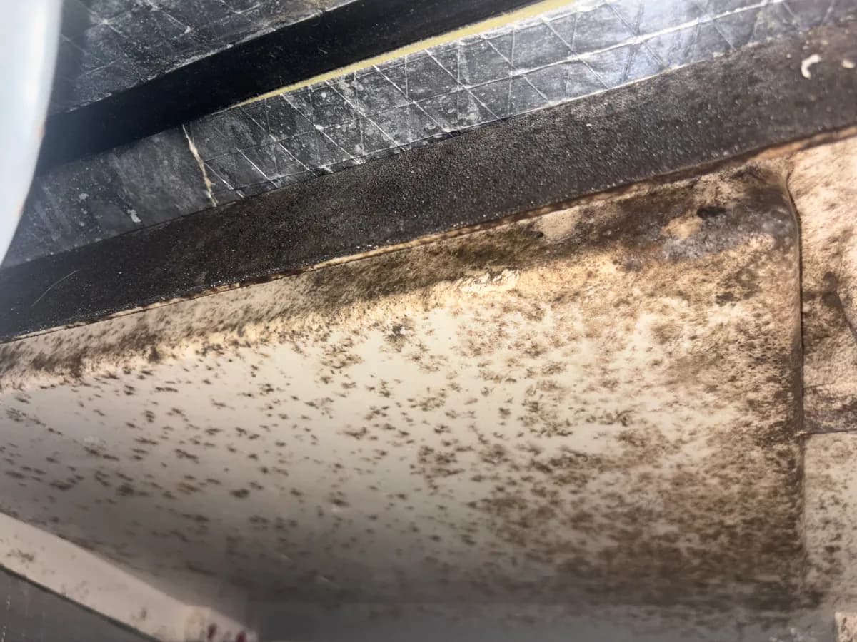 mold remediation